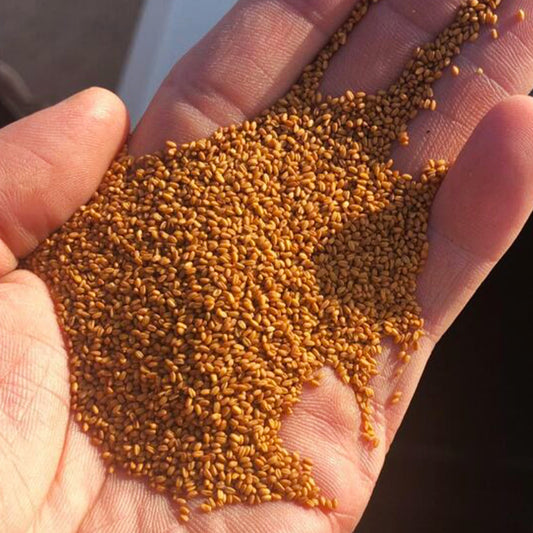 Olio di Camelina | Omega 3