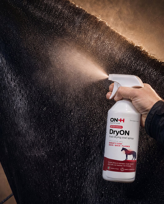 DryON spruzzato sul collo sudato di un cavallo morello