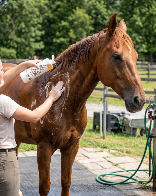 X-FLY Shampoo versato puro sulla spalla bagnata di un cavallo sauro e massaggiato