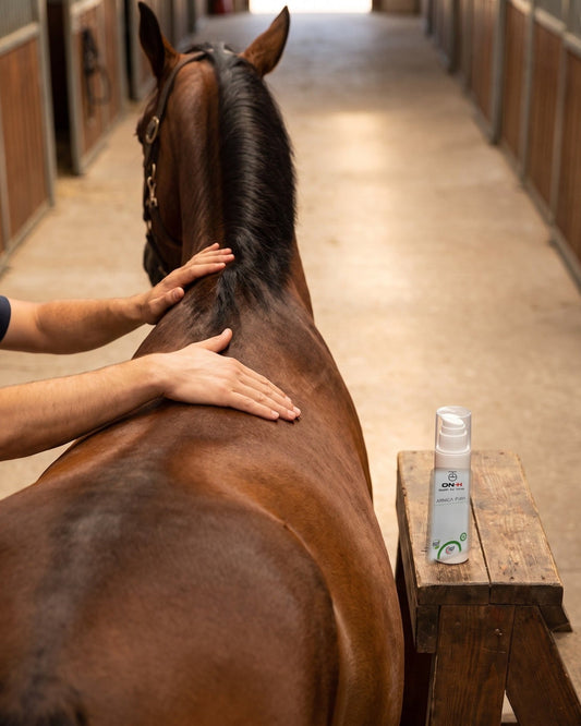 Arnica Pura massaggiata a mano su garrese e dorso di un cavallo baio