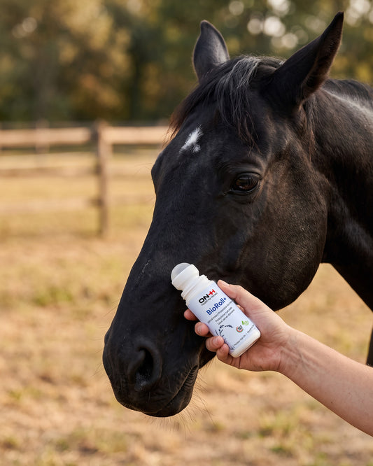 BioRoll+ passato sul muso di un cavallo morello, lontano dall'occhio
