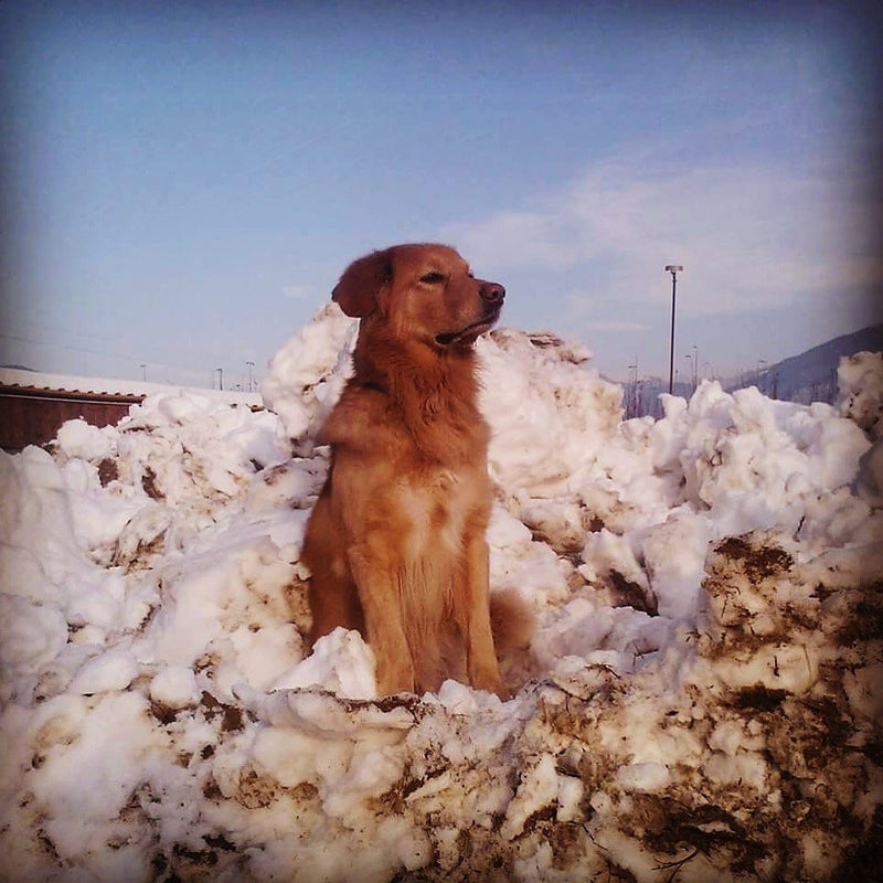 Oliver, golden retriever, seduto sulla neve